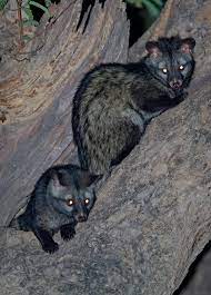 After Dark The Lives Of Nocturnal Animals