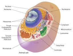 Cell definitions flashcards | quizlet. Human Biology Year 11 Atar Cell Definitions Diagram Quizlet