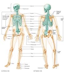 It is made up of several vertebral bodies usually fused together as one. Classification Of Bones 1 Place The Name Of Each Chegg Com