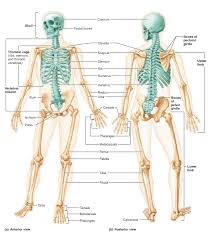 The sensation typically only occurs on one side of the rib cage (unilateral), but the pain may radiate to the. Solved Classification Of Bones 1 Place The Name Of Each Chegg Com