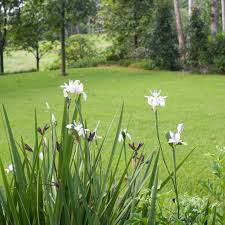 Image result for Dietes grandiflora