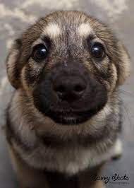residential home cute baby animals cute animals baby animals