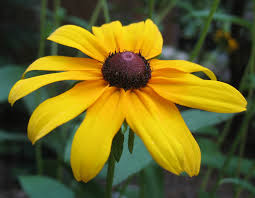 Image result for Rhynchosia hirta