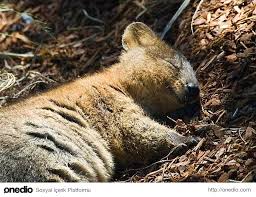 Dunyanin En Mutlu Hayvani Quokka Nin 14 Fotografi Cok Sirin Hayvanlar Komik Hayvanlar Sevimli Hayvan Yavrulari