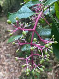Image result for Chassalia parvifolia
