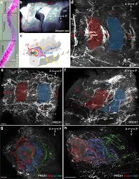 From the nodes the lymph flows into what are called lymph trunks that then form two large collecting ducts called the thoracic duct and the right lymphatic duct. Anatomy And Function Of The Vertebral Column Lymphatic Network In Mice Nature Communications