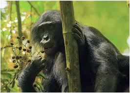 Image result for Pancovia