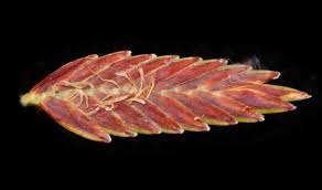 Image result for Pycreus fibrillosus