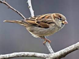 House Sparrow Identification All About Birds Cornell Lab