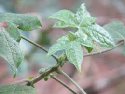 Image result for Gossypioides kirkii