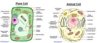 Cellular Organelles Google Search Cell Organelles Animal Cell Cell Diagram