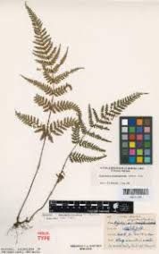 Image result for Hypolepis rugosula