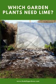 Maybe you would like to learn more about one of these? Which Garden Plants Need Lime