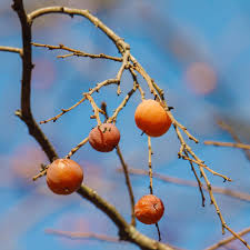 Image result for Diospyros zombensis