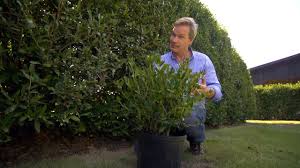 Determining the best privacy shrub for your property depends on what you want in a hedge. How To Grow Hedge Screens At Home With P Allen Smith Youtube