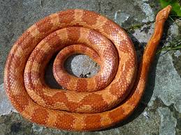Their average size tends to be around 5ft when fully grown, and they can make very good pets for. Corn Snakes For Sale 2016
