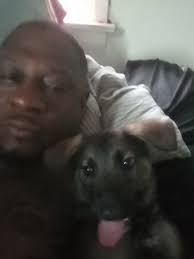 The Red Coat Belgian Malinois Extremely Rare. High Drive & Faster Learner.  New Variant in Belgians available in India. Pups available in #Siliguri.  Kci Registered. 3months #BelgianMalinois #RedBelgians #RedBelgianMalinois  #RedCoatDogs #RareDogs #Belgians #