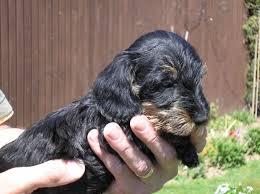 Black and tan dapple wirehair female. Miniature Wire Haired Dachshund Puppy Spalding Lincolnshire Pets4homes