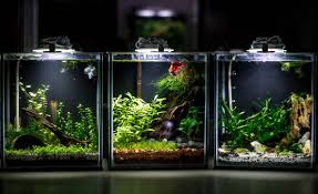 Plant above purifies water and absorbs fish waste as nourishment. Steam Community Betta Planted Tanks