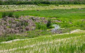 To help lessen flooding risk, Cedar Rapids looks upstream