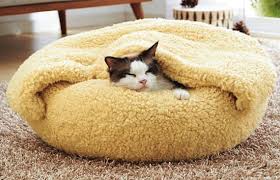 At the very least make it difficult. How To Keep Cat Off Bed Is Your Cat Disturbing Your Sleep A Blog For Cat Owners Lovers