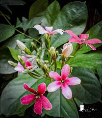 Image result for Combretum paniculatum