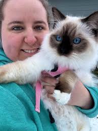 Ragdoll Cat Photo and Breeder Information in the Pacific Northwest
