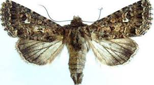 Image result for Emilia pseudactis