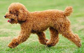 Phối giống chó Poodle