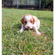 Image result for bretanský dlouhosrstý ohař