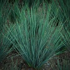 Image result for Juncus exsertus
