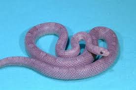 Black And White Corn Snake For Sale Eight More Oddly Colored Creatures Purple Snake Snake Corn Snake