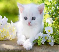 This extension provides a large variety of high definition wallpapers of cute kittens. Hd Wallpaper White Kitten Animal Baby Blue Cat Cute Eyes Flower Kitty Wallpaper Flare