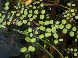 Image result for Salviniaceae