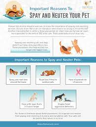 Important Reasons To Spay And Neuter Your Pet Forever Vets