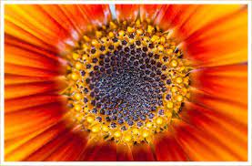 A gorgeous array of sunflower bouquets are perfect for any outdoor party like celebrating a graduation, while the bright accents of sunflowers in a bouquet are perfect for weddings or baby showers. 20 Types Of Orange Flowers Ftd Com