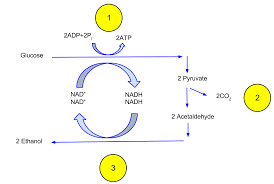 fermentation biology for majors i