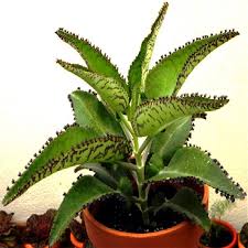 Image result for Kalanchoe daigremontiana