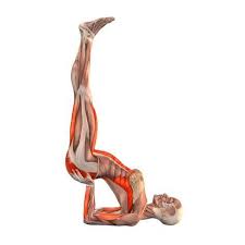 Easy Supported Shoulderstand Viparita Karani Yoga Poses Yoga Com Yoga Anatomy Bikram Yoga Yoga Muscles