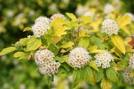A festive glowing gold ninebark for any landscape! Festivus Gold Ninebark Physocarpus Opulifolius Proven Winners