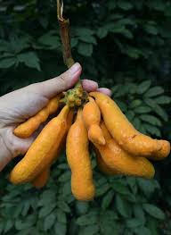 Image result for Uvaria schweinfurthii