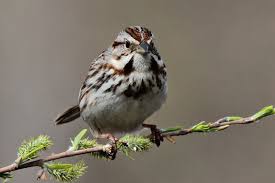 Birds Of Cape Cod Song Sparrow Backyard Song Sparrow Sparrow Backyard