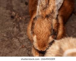 Image result for tbn:nuNU7FPK4A54yM::rvforsaleguide.com/images/bunny-resting-picture.jpg