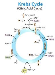 Following is the balanced cellular respiration equation. Powering The Cell Cellular Respiration Ck 12 Foundation