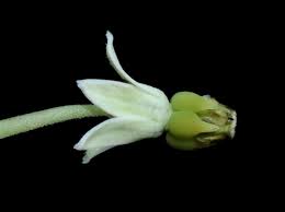 Image result for Xysmalobium holubii