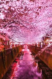 Pin By Dương Thu Hồng On Flower Cherry Blossom Festival Cherry Blossom Wallpaper Pink Photography