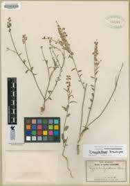 Image result for Polygala melilotoides