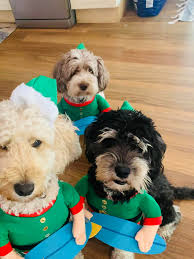 Odori. Kuma & Tora would like to say Merry Christmas 🎄🎅🏄‍♂️