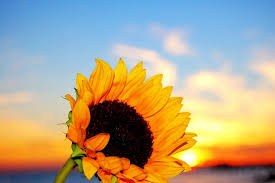 Koleksi gambar bunga cantik dan indah. Foto Bunga Matahari Background Langit Senja Gambar Bunga Color Splash Photo Sunflower Landscape