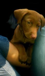 A wiry top coat and a softer undercoat. 63 Doberman And Lab Mix Puppies L2sanpiero